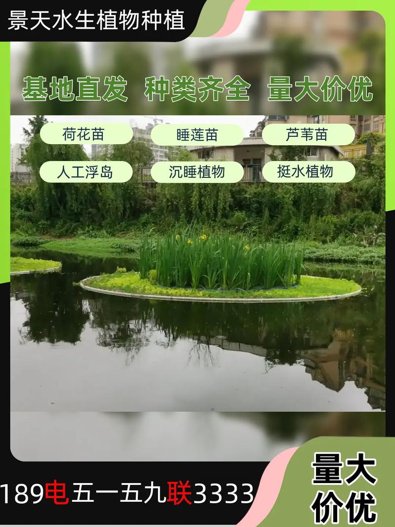 芦苇种苗价格多少钱?2026参考报价与挺水种植全指南 操作避坑与FAQ