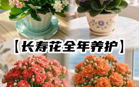 长寿花有花苞能浇水吗？花期浇水与养护要点一次说清
