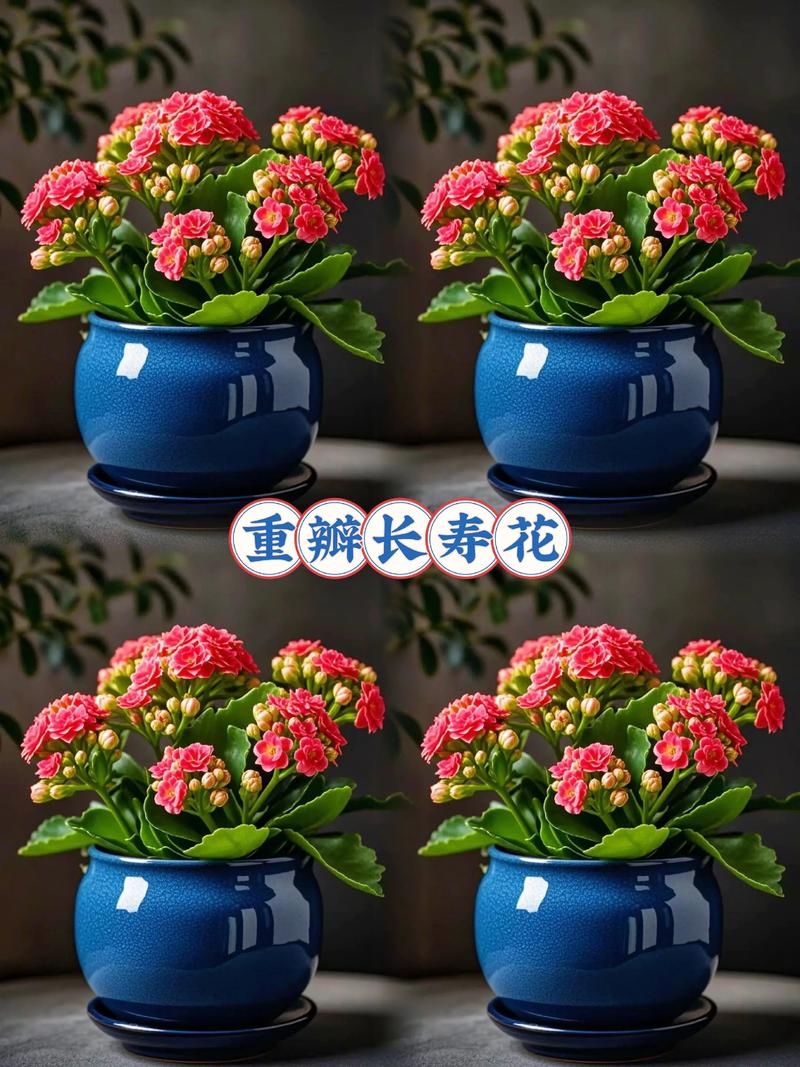 长寿花有花苞能浇水吗?花期浇水与养护要点一次说清 施肥:花苞显色前薄肥勤施,显色后建议停止