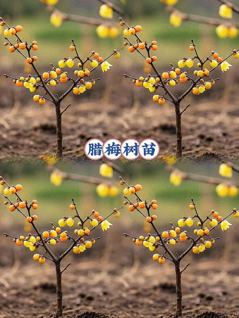 北方可以种腊梅吗?—— 耐寒性分析及全方位种植指南 五、常见错误与成活自检