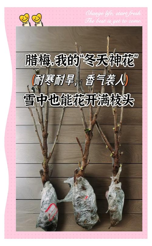 北方可以种腊梅吗?—— 耐寒性分析及全方位种植指南 四、南北养护差异化建议(重点)