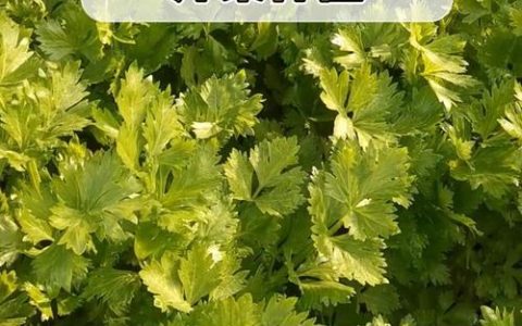 家庭种植芹菜全攻略：如何科学施肥让茎秆又肥又壮