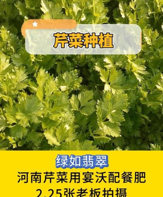 家庭种植芹菜全攻略：如何科学施肥让茎秆又肥又壮