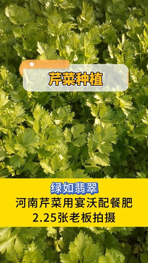 家庭种植芹菜全攻略:如何科学施肥让茎秆又肥又壮 家庭种植芹菜全攻略:如何科学施肥让茎秆又肥又壮