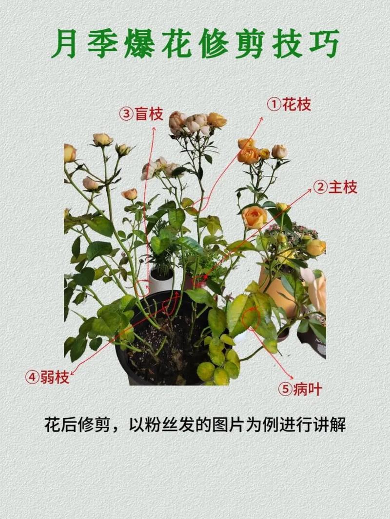 如何让月季开更多的花:光照、修剪与水肥的三重精准调控 常见问题(FAQ)