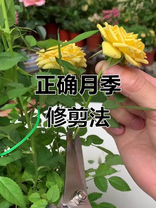 如何让月季开更多的花:光照、修剪与水肥的三重精准调控 总结