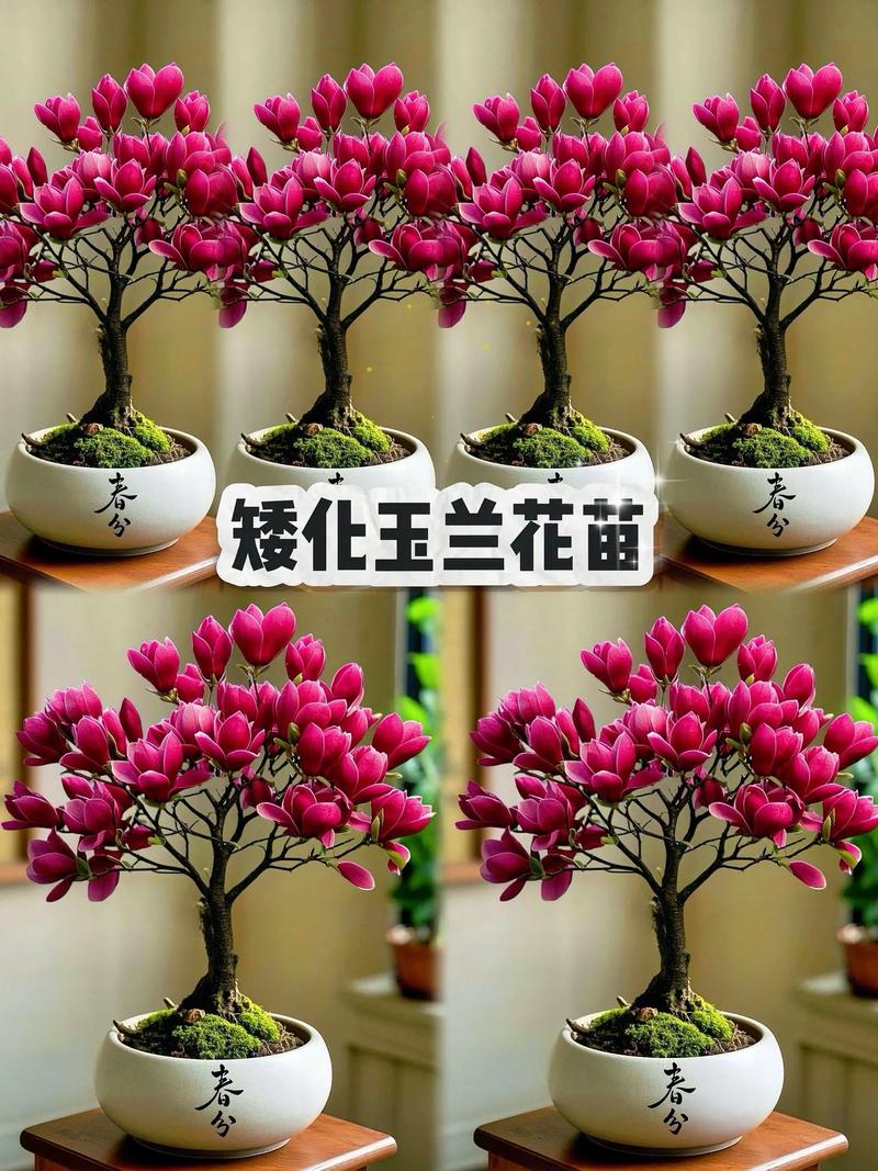 玉兰花怎么栽培?从选时到成活的七个关键技术要点 土壤环境:微酸性沙壤土最适宜