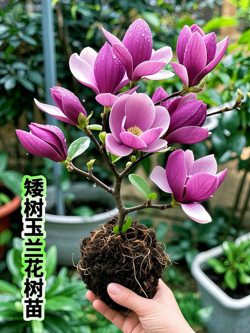 玉兰花怎么栽培?从选时到成活的七个关键技术要点 栽植深度:根茎结合部与地面平齐