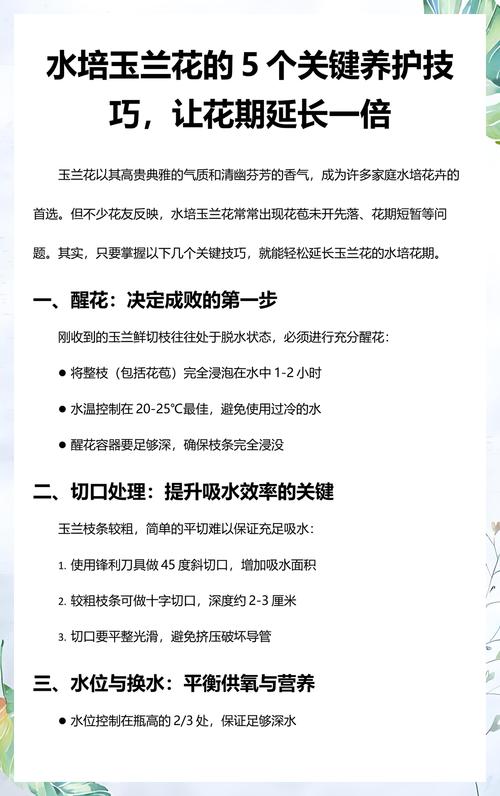 玉兰花怎么栽培?从选时到成活的七个关键技术要点 栽前处理:修根、消毒、浸根三步缺一不可
