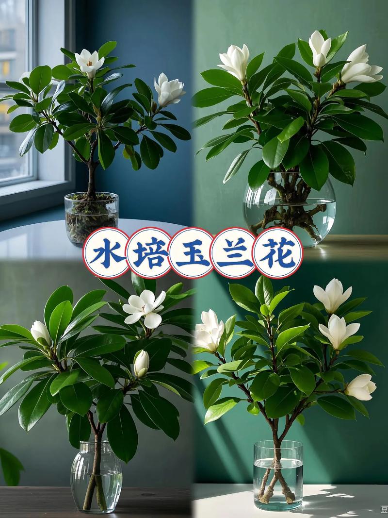玉兰花怎么栽培?从选时到成活的七个关键技术要点 浇定根水:栽完一株立即浇,水量为穴径2-3倍