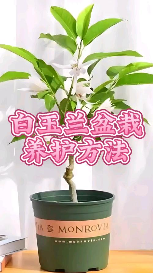 玉兰花怎么栽培?从选时到成活的七个关键技术要点 缓苗管理:遮阴保湿7-15天
