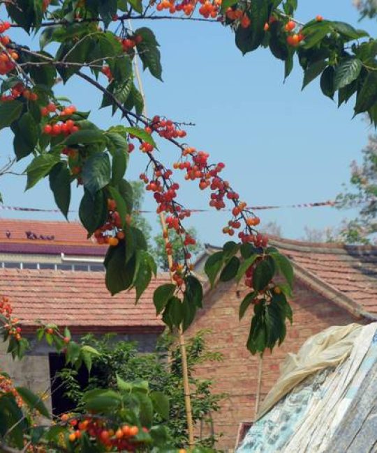 樱桃树什么时候种植容易成活？春秋两季抓住关键时间点