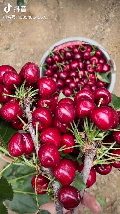 樱桃树什么时候种植容易成活?春秋两季抓住关键时间点 四、栽植深度:根茎结合部与地面齐平