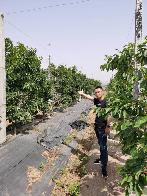樱桃树什么时候种植容易成活?春秋两季抓住关键时间点 三、栽前处理:苗木质量决定七分成败