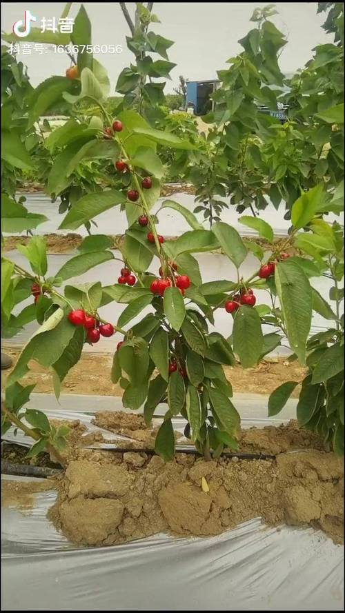樱桃树什么时候种植容易成活?春秋两季抓住关键时间点 六、成活后的早期管理要点