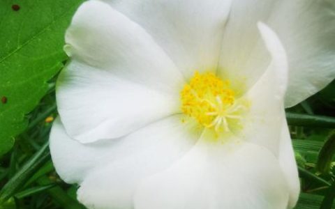 太阳花有白色的吗？白色太阳花品种与养护全攻略