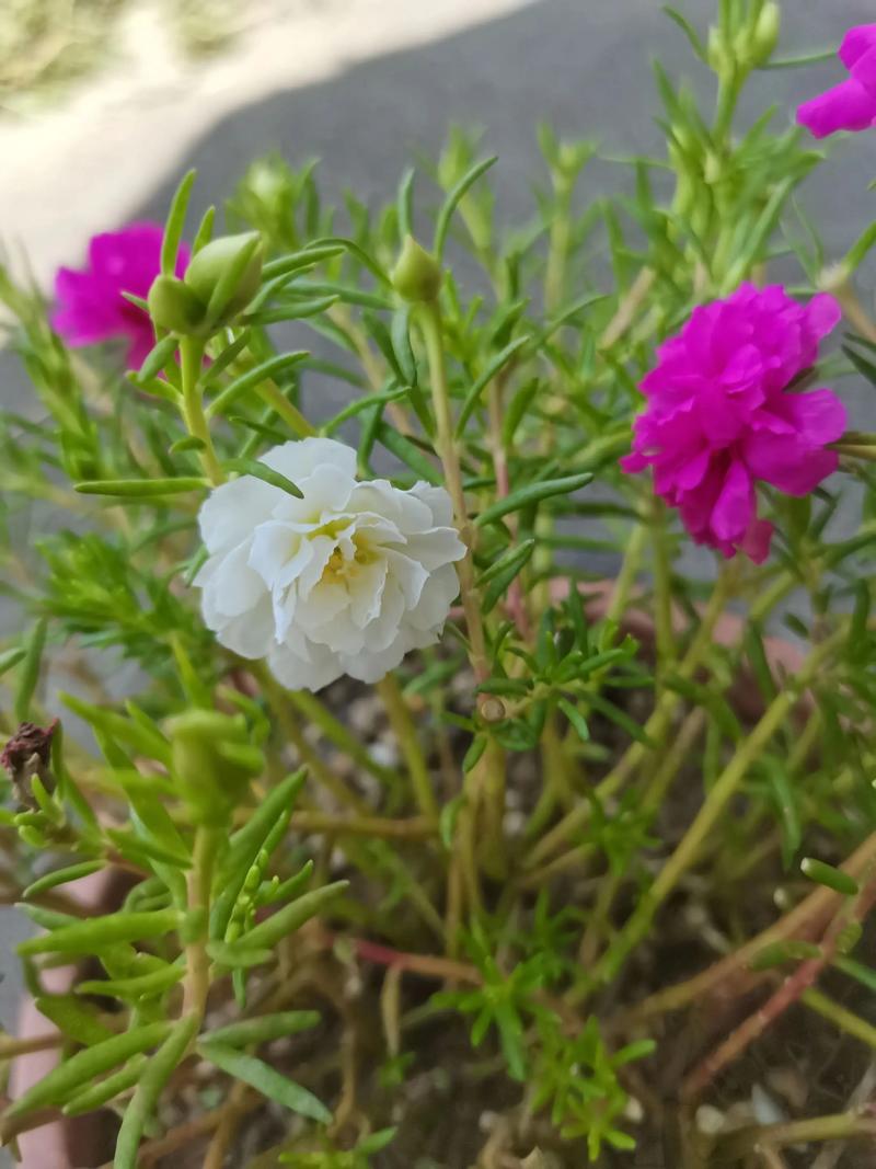 太阳花有白色的吗?白色太阳花品种与养护全攻略 修剪促花:轻摘心+及时清残