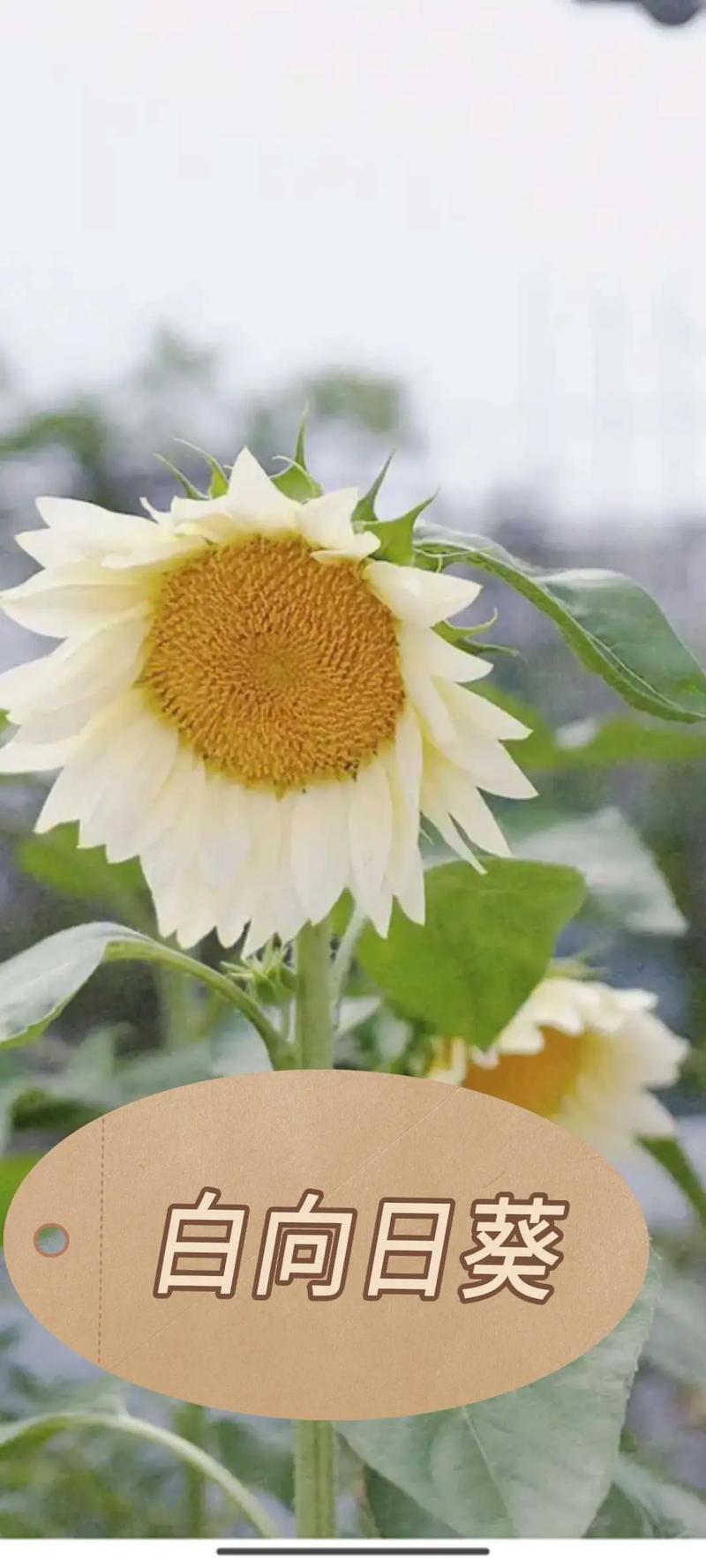 太阳花有白色的吗?白色太阳花品种与养护全攻略 常见问题(FAQ)