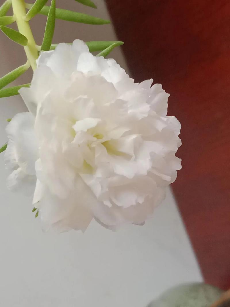 太阳花有白色的吗?白色太阳花品种与养护全攻略 总结:三个核心动作,养好白色太阳花