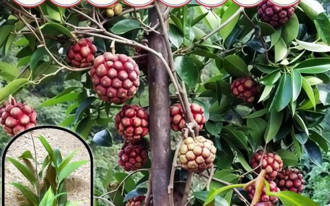 黑老虎种一棵能结果吗？花期、果期与单株挂果全解析