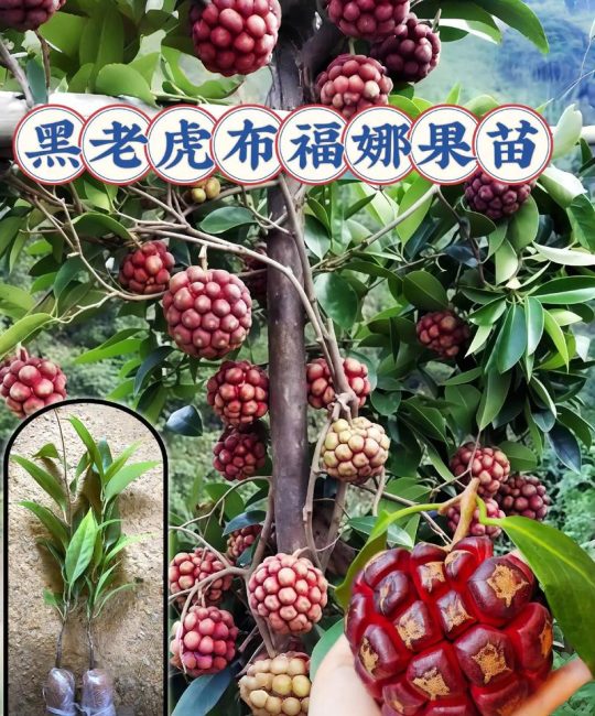 黑老虎种一棵能结果吗？花期、果期与单株挂果全解析