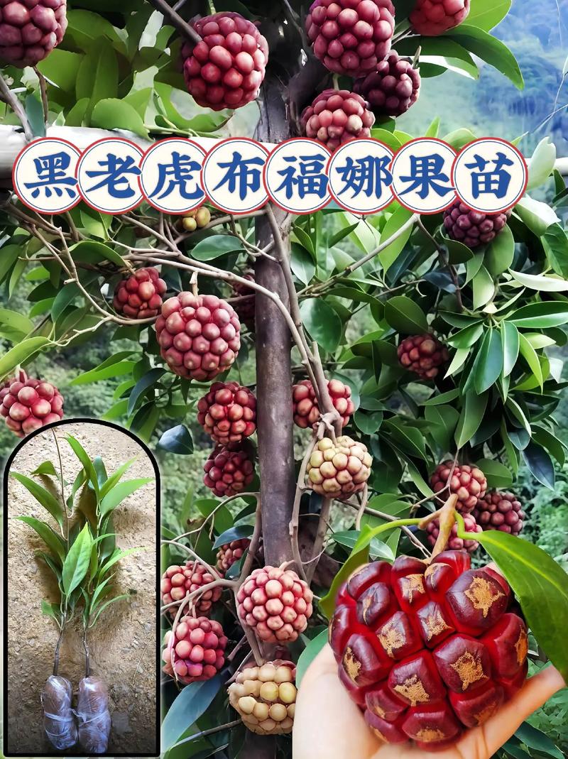 黑老虎种一棵能结果吗?花期、果期与单株挂果全解析 黑老虎花期、果期与观赏期一览