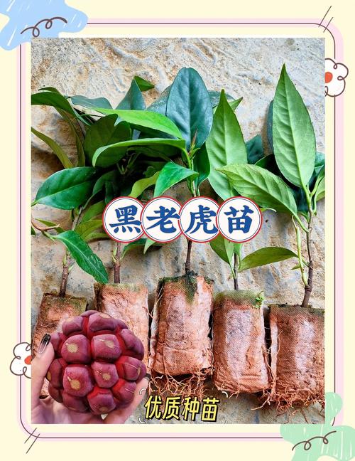 黑老虎种一棵能结果吗?花期、果期与单株挂果全解析 影响黑老虎开花结果的关键因素