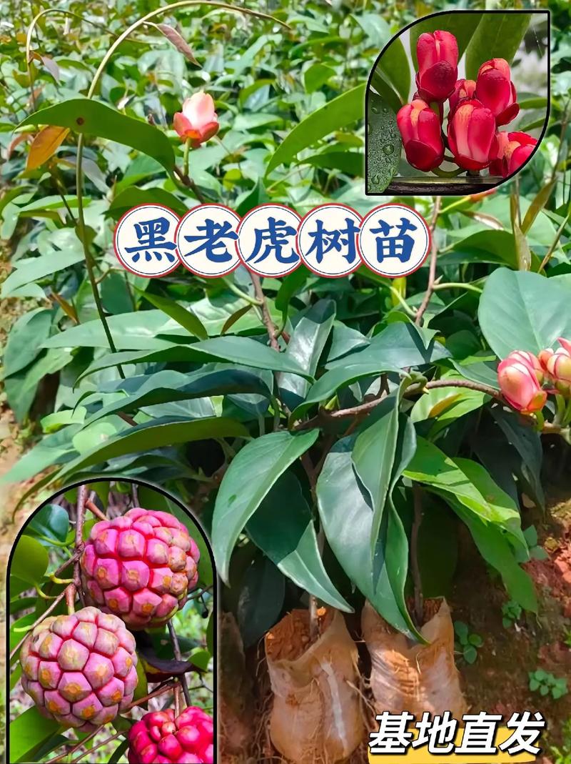 黑老虎种一棵能结果吗?花期、果期与单株挂果全解析 种一棵却不结果?常见原因与排查清单