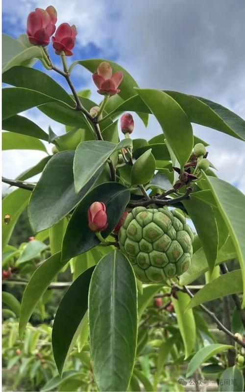 黑老虎种一棵能结果吗?花期、果期与单株挂果全解析 常见问题解答(FAQ)