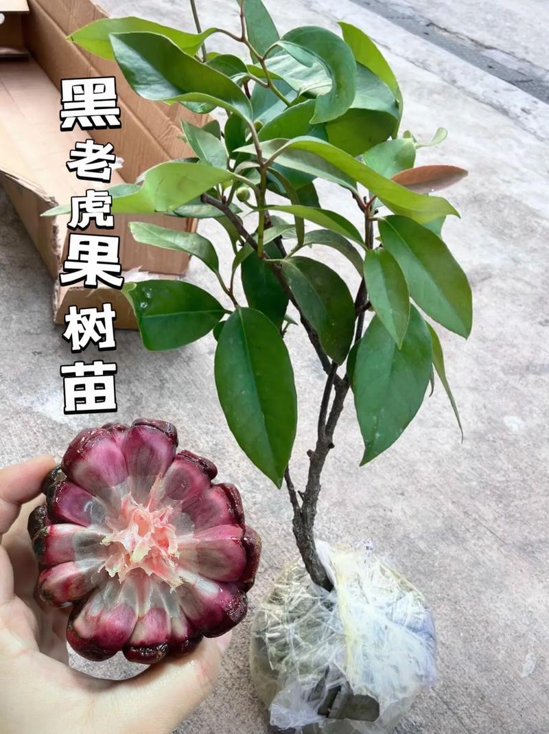 黑老虎种一棵能结果吗?花期、果期与单株挂果全解析 总结