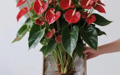 鸿运当头花养护指南：从浇水到换盆，一篇说清楚