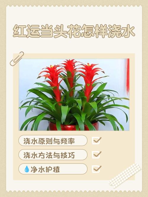 鸿运当头花养护指南:从浇水到换盆,一篇说清楚 光照:明亮散射光,忌烈日直晒