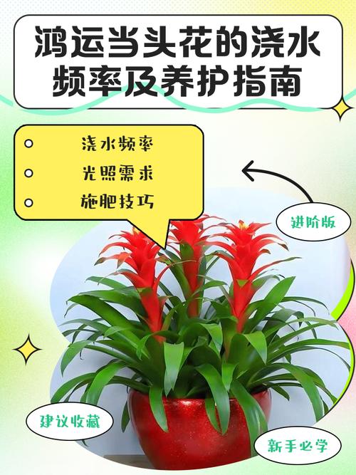 鸿运当头花养护指南:从浇水到换盆,一篇说清楚 施肥:薄肥勤施,宜淡不宜浓