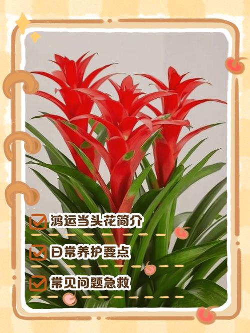 鸿运当头花养护指南:从浇水到换盆,一篇说清楚 修剪:以造型和卫生为主