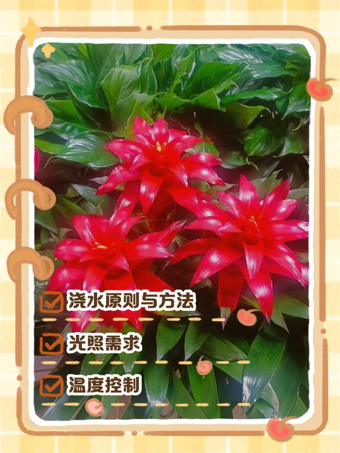 鸿运当头花养护指南:从浇水到换盆,一篇说清楚 换盆:优先选择“不换盆”