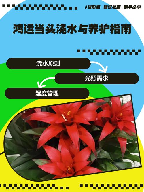 鸿运当头花养护指南:从浇水到换盆,一篇说清楚 越冬越夏:温度与湿度的调控