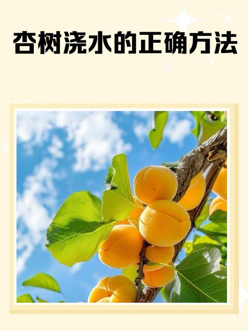杏树怎么浇水?掌握干湿交替原则,让杏树结果又多又甜 换盆与田间管理:盆栽每2-3年换盆一次,地栽注意松土除草
