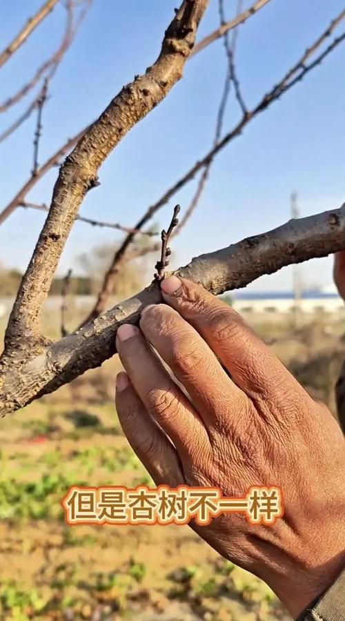 杏树怎么浇水?掌握干湿交替原则,让杏树结果又多又甜 修剪:冬季重剪主枝,夏剪辅助通风,培养开心形树冠