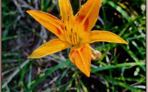 萱草花和黄花菜有什么区别？一文看懂观赏与食用的关键差异