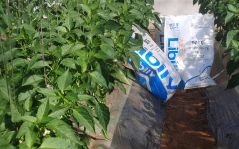 种植辣椒要施什么肥？基肥、追肥、叶面肥全攻略