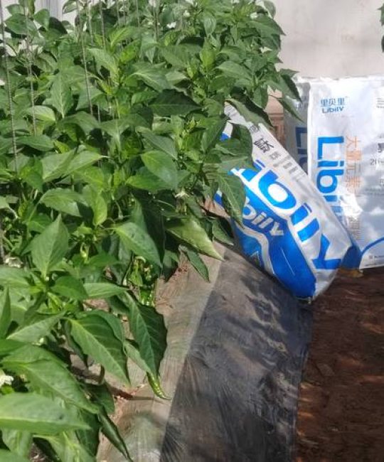 种植辣椒要施什么肥？基肥、追肥、叶面肥全攻略