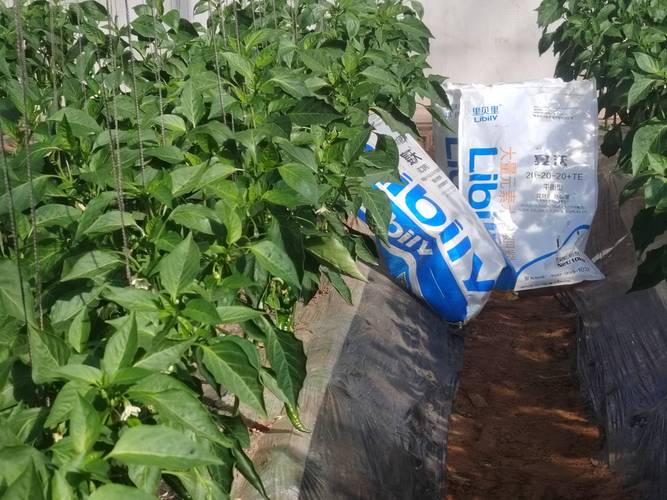 种植辣椒要施什么肥?基肥、追肥、叶面肥全攻略 种植辣椒要施什么肥?基肥、追肥、叶面肥全攻略