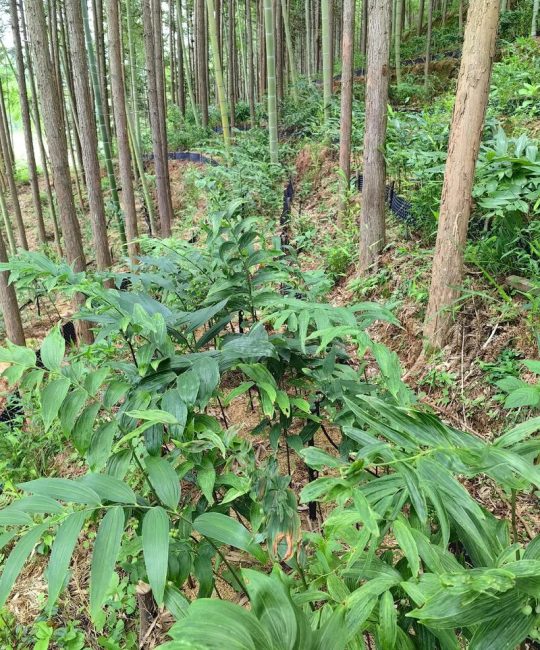 黄精一亩地种多少株？密度与亩产详解