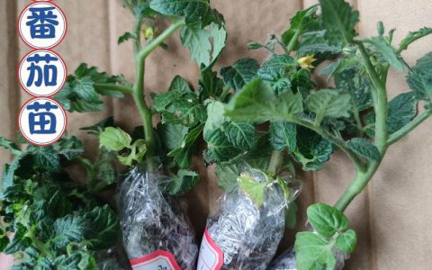 买的西红柿苗怎么种植？七步定植指南，成活率高达95%