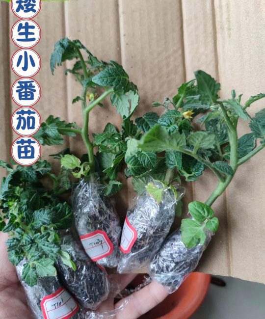 买的西红柿苗怎么种植？七步定植指南，成活率高达95%