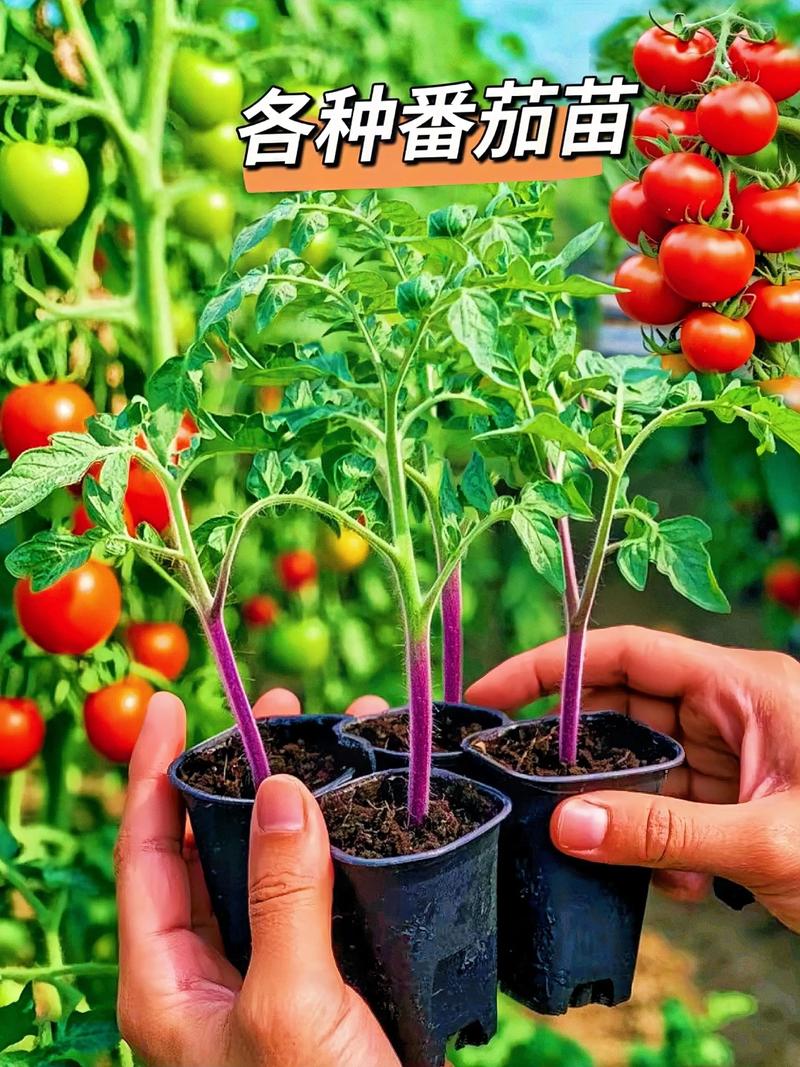 买的西红柿苗怎么种植?七步定植指南,成活率高达95% 四、栽植深度:深栽促根,浅栽防病