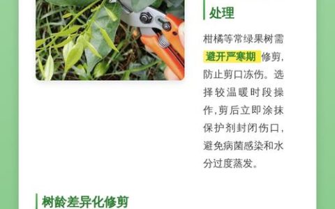 柑橘树冬季可以修剪吗？冬季修剪与养护全指南