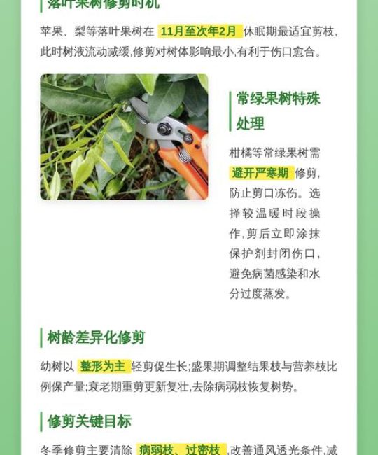 柑橘树冬季可以修剪吗？冬季修剪与养护全指南