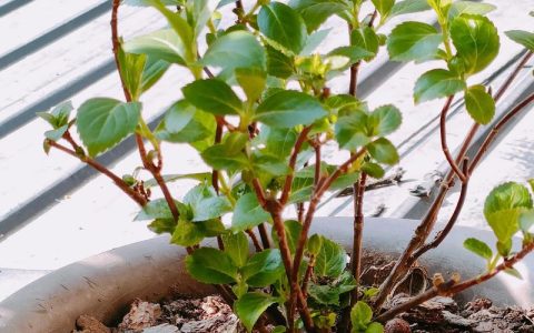 绿化带里的土能种花吗？专业指南教你安全取用与土壤改良