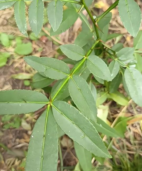 花椒树的刺可以剪掉吗？园艺专家详解修剪技巧与注意事项